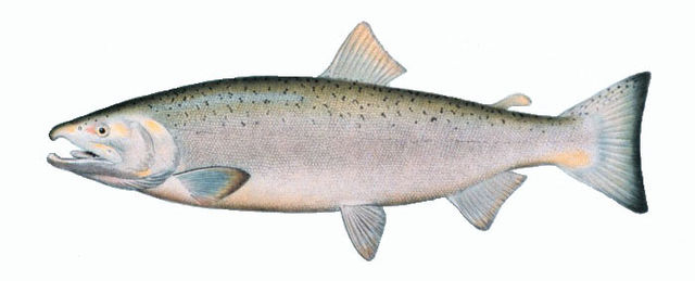 Pink Salmon